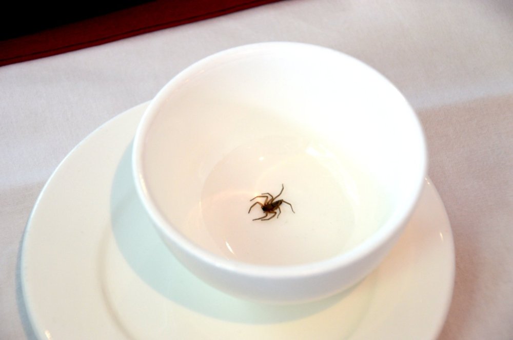 Spider in a bowl